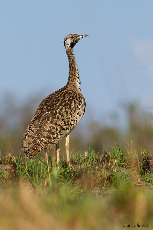 Black-bellied Bustard - ML205111201