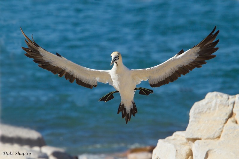 Cape Gannet - ML205111221