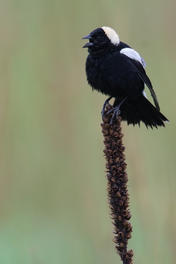 Bobolink - ML205111331