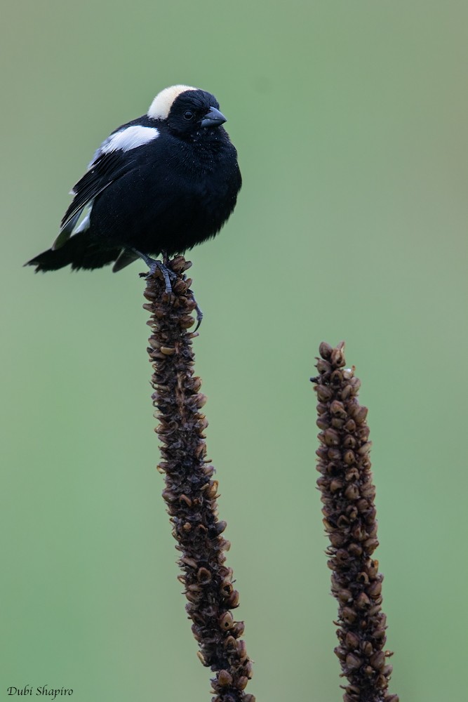 Bobolink - ML205111341