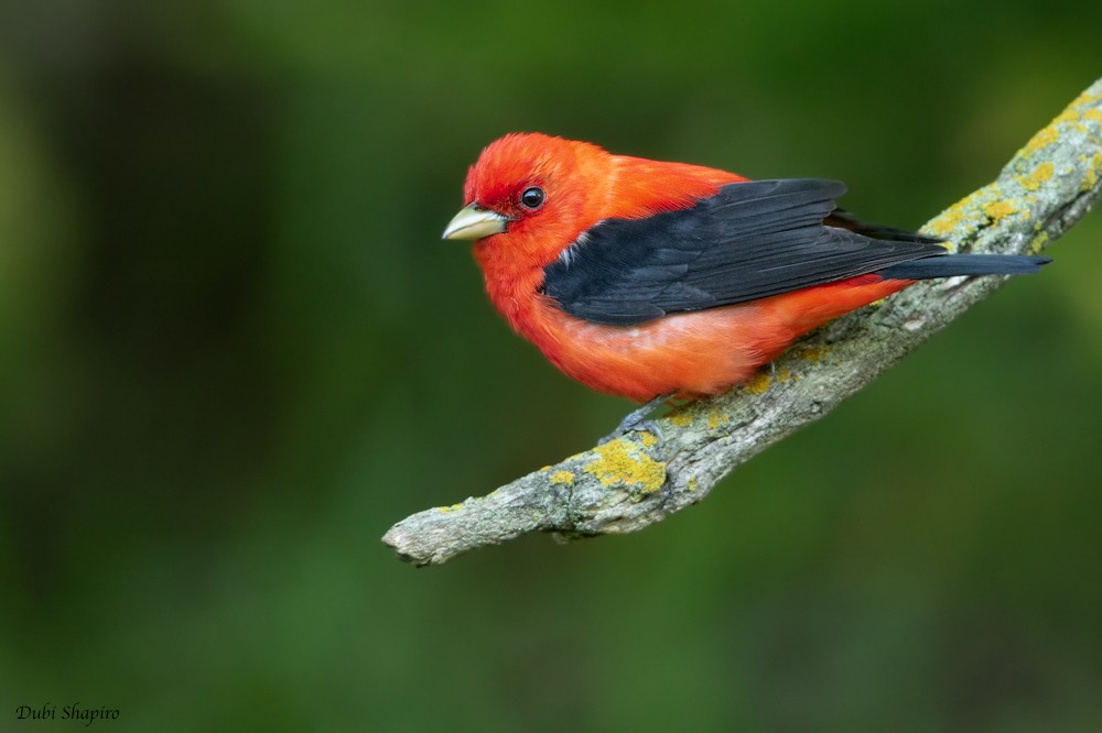 Scarlet Tanager - ML205111361