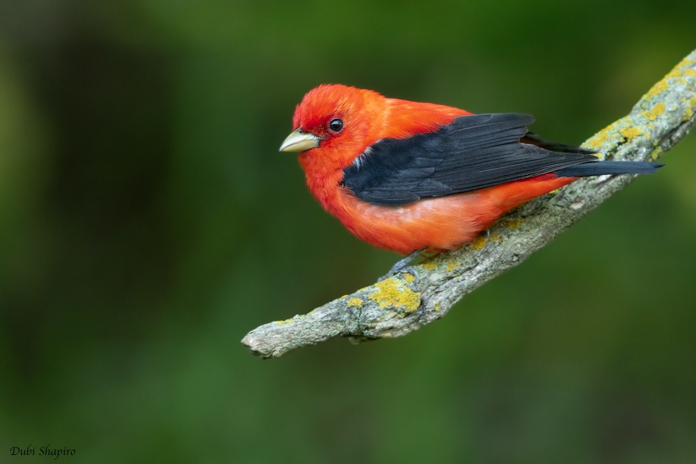 Scarlet Tanager - Dubi Shapiro