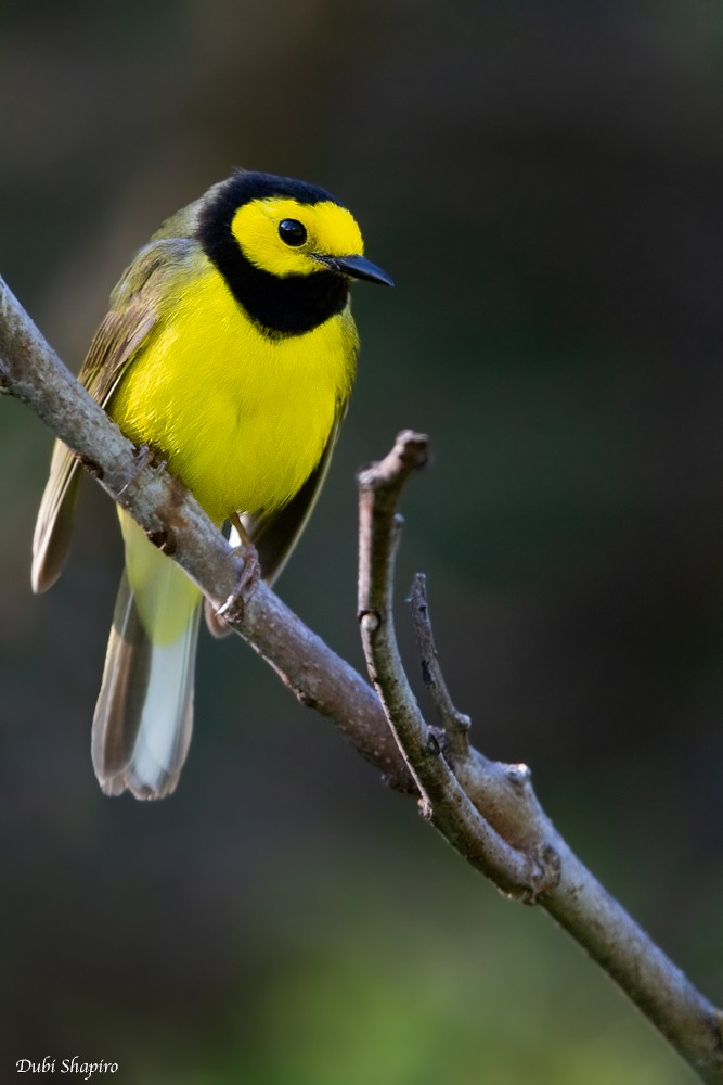 Hooded Warbler - Dubi Shapiro