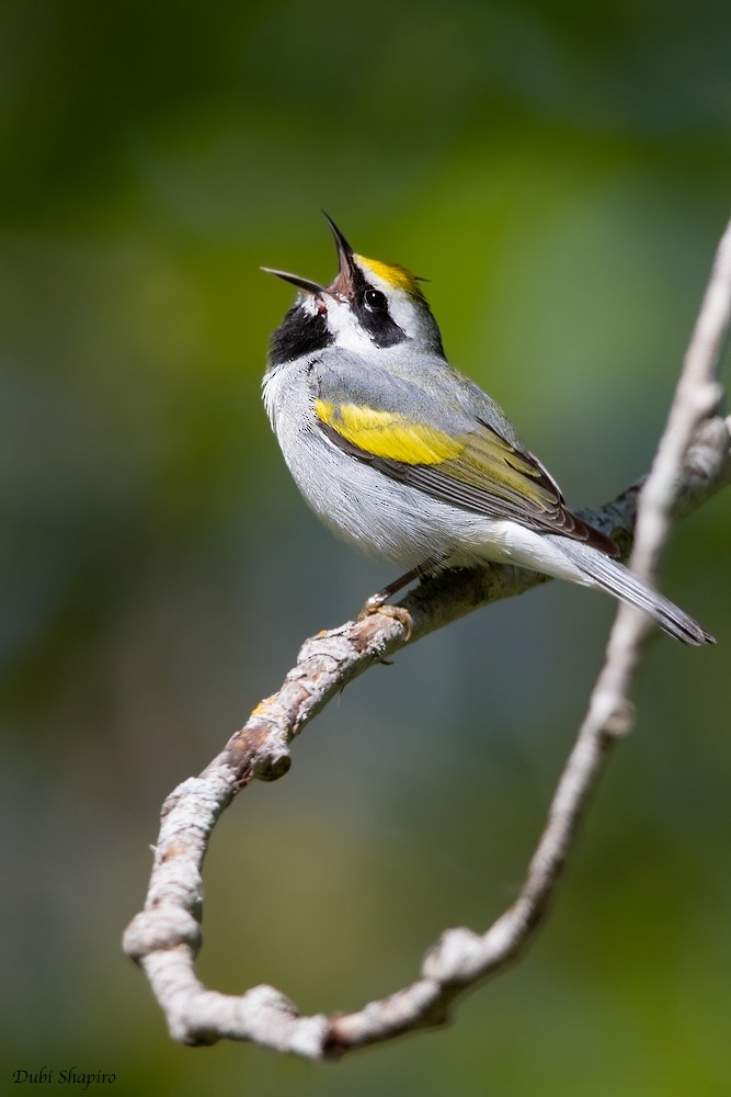 Golden-winged Warbler - ML205111551