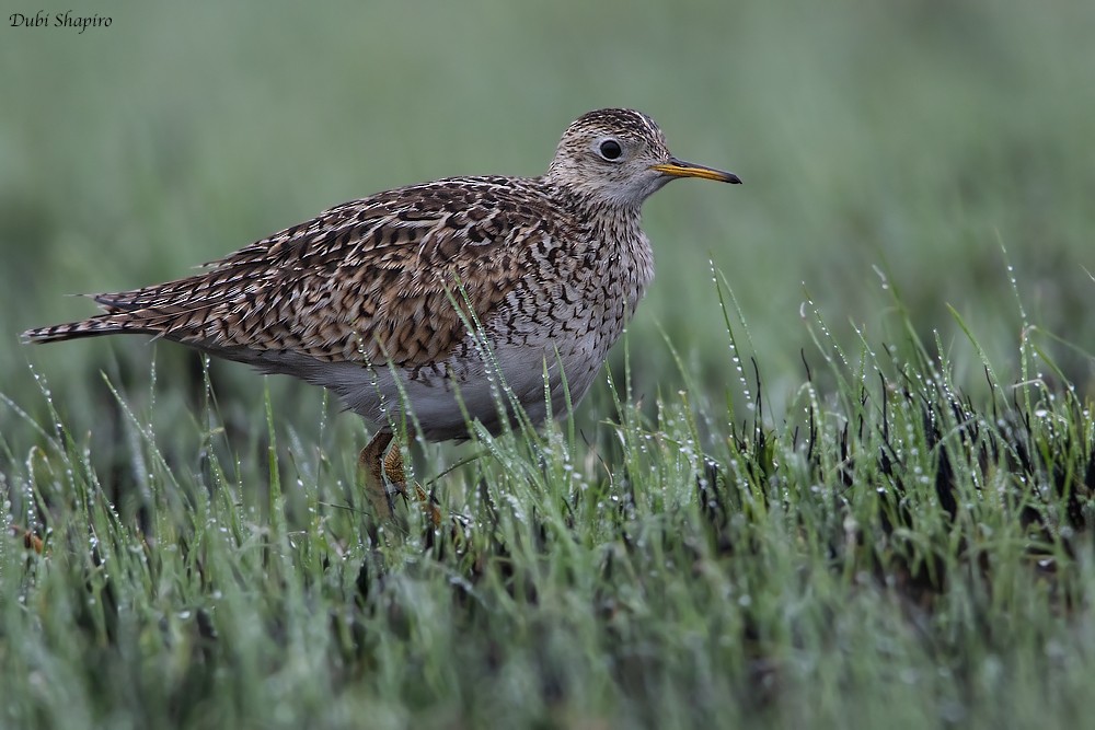 Upland Sandpiper - Dubi Shapiro