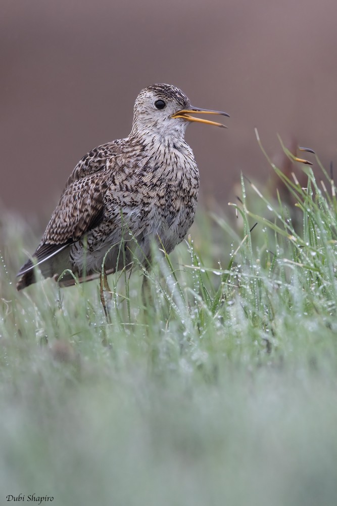 Upland Sandpiper - Dubi Shapiro