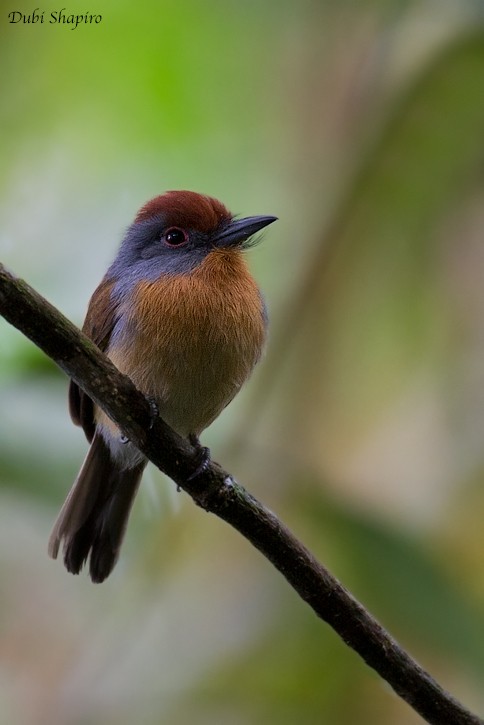 Rufous-capped Nunlet - ML205111781