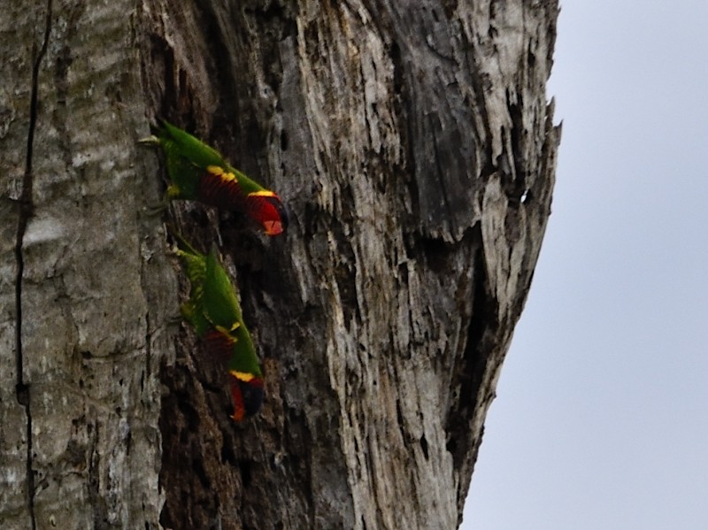 Ornate Lorikeet - ML205112051