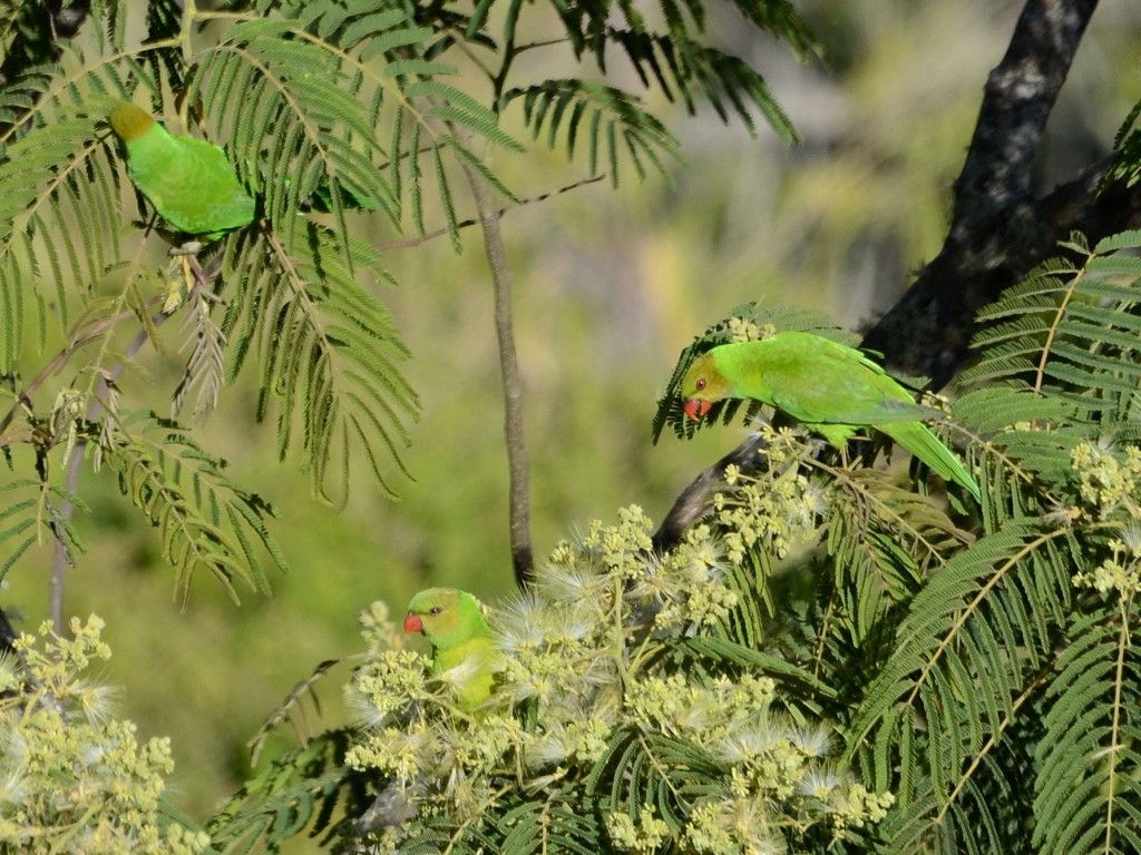 Olive-headed Lorikeet - ML205112071