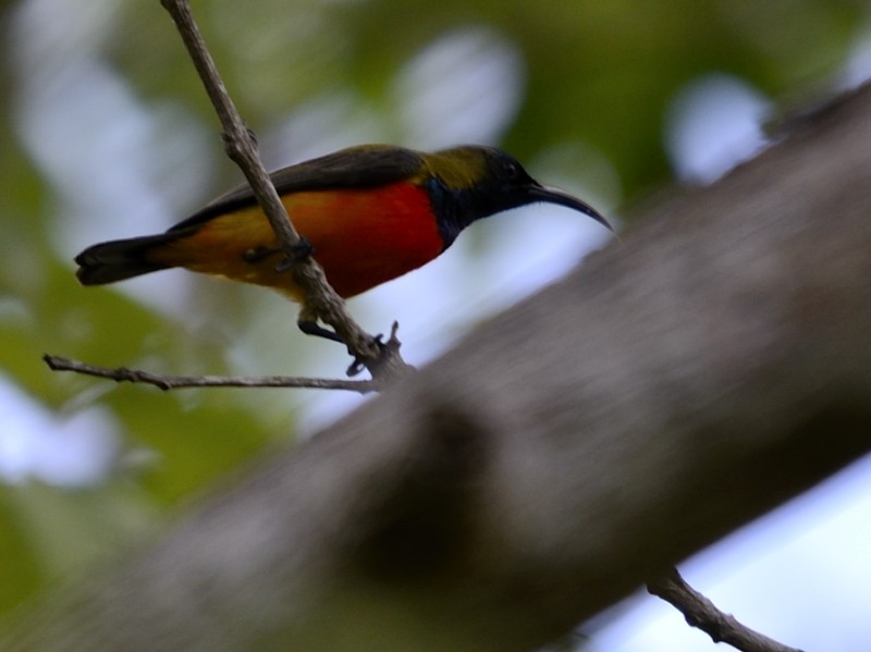 Flame-breasted Sunbird - Stijn Cooleman