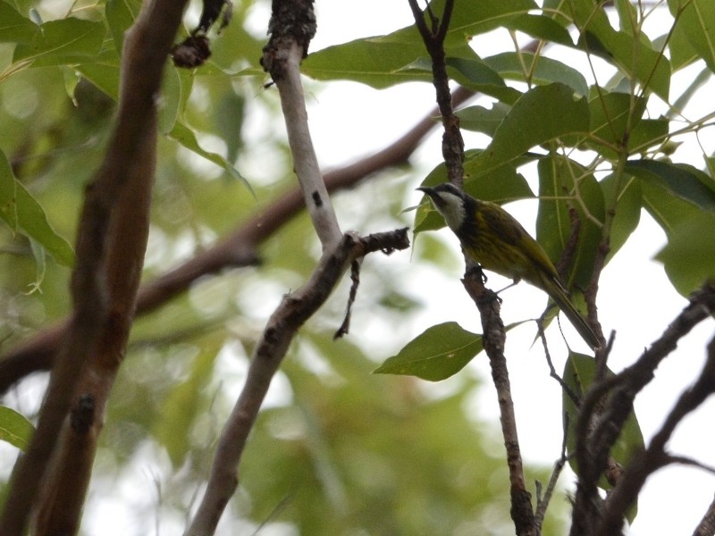 Black-chested Honeyeater - ML205112211