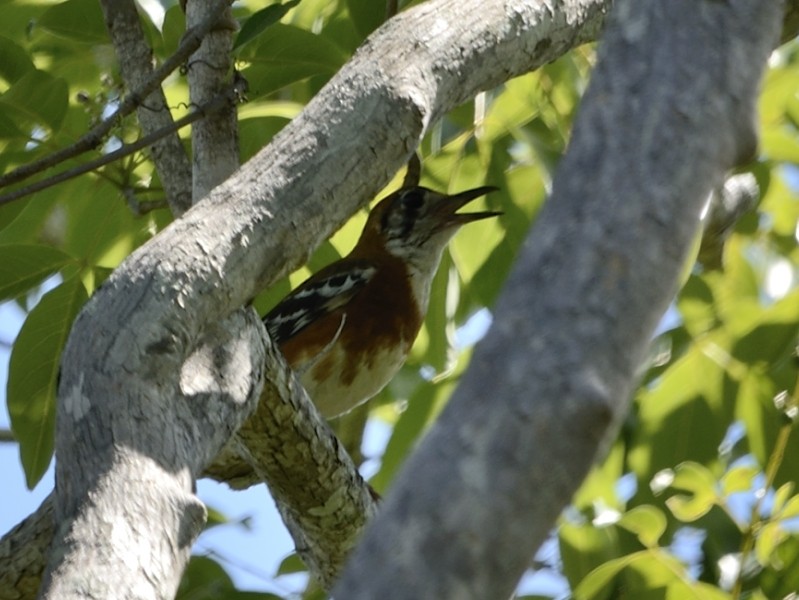 Orange-banded Thrush - ML205112281