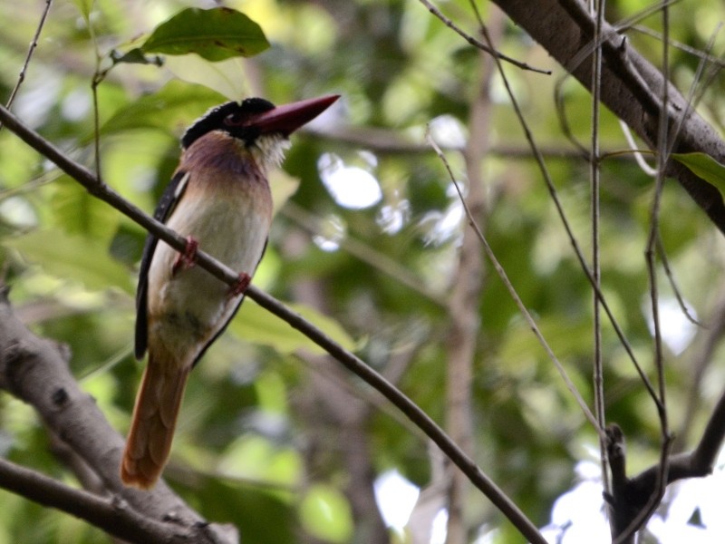Sangihe Lilac Kingfisher - ML205112291