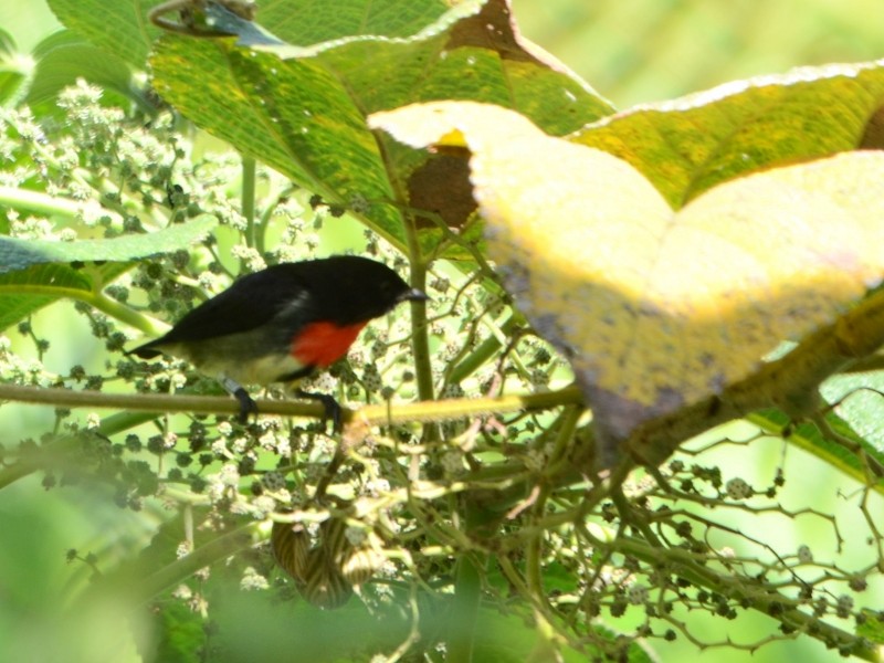 Gray-sided Flowerpecker (Gray-sided) - ML205112311