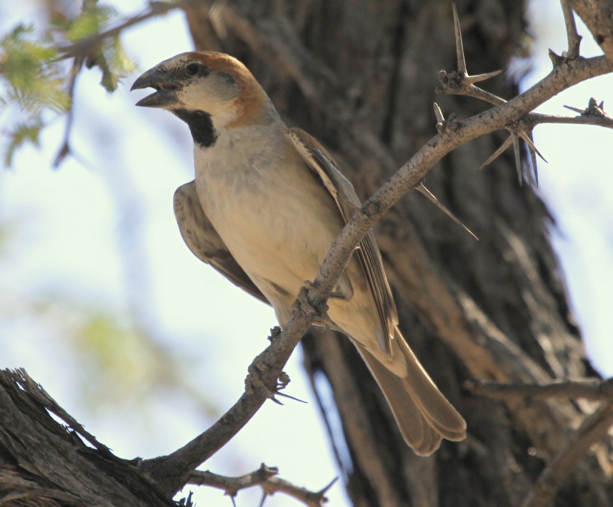 Great Rufous Sparrow - ML205112481