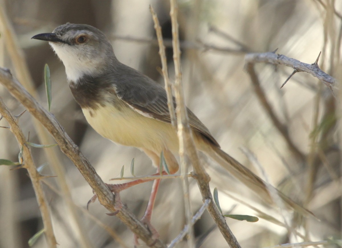 Black-chested Prinia - ML205112491