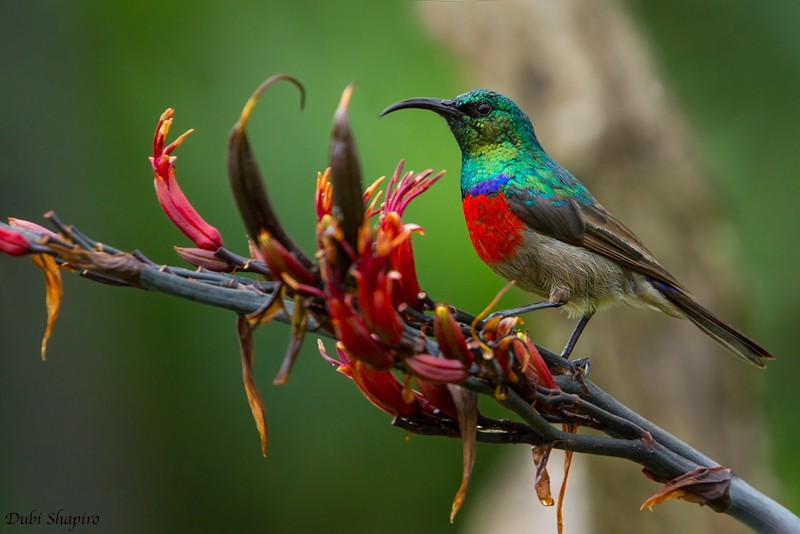 Greater Double-collared Sunbird - Dubi Shapiro