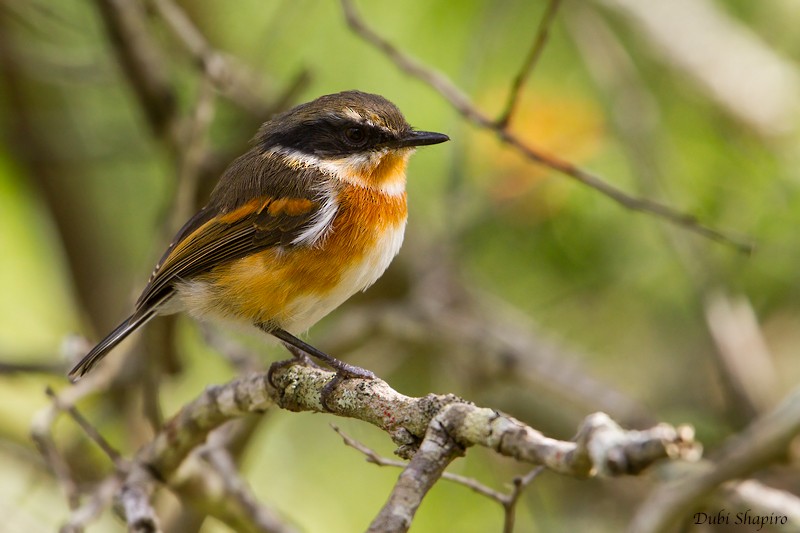 Приріт рудокрилий (підвид capensis) - ML205112901