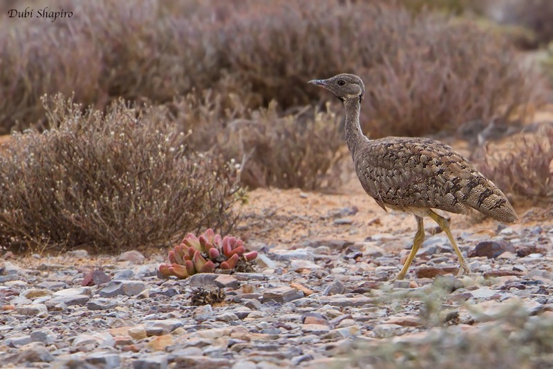 Sisón del Karoo - ML205112921