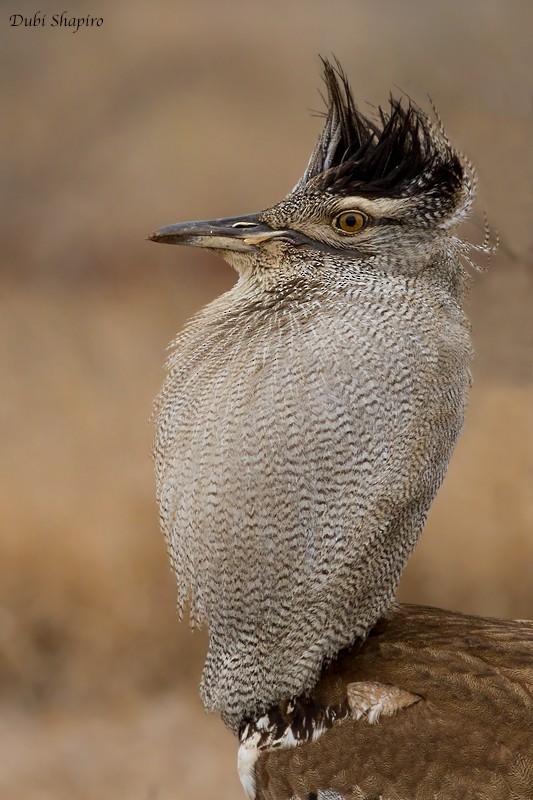 Kori Bustard - ML205112961