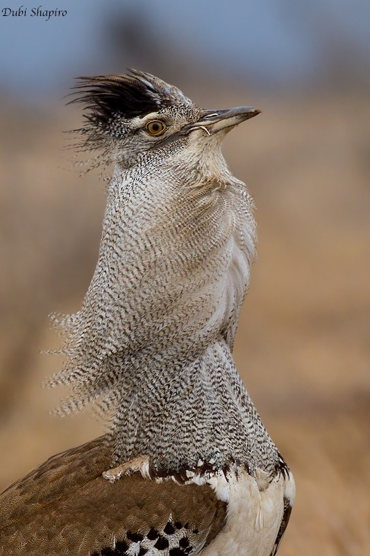 Kori Bustard - ML205112981