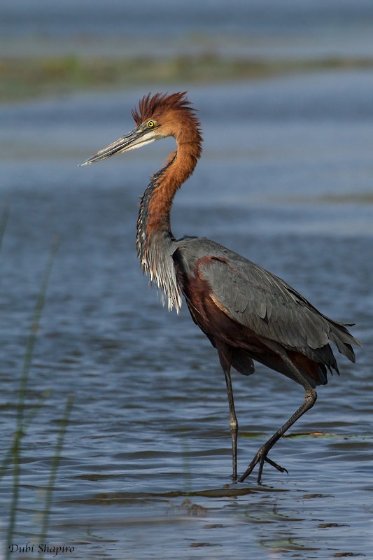 Goliath Heron - ML205113021