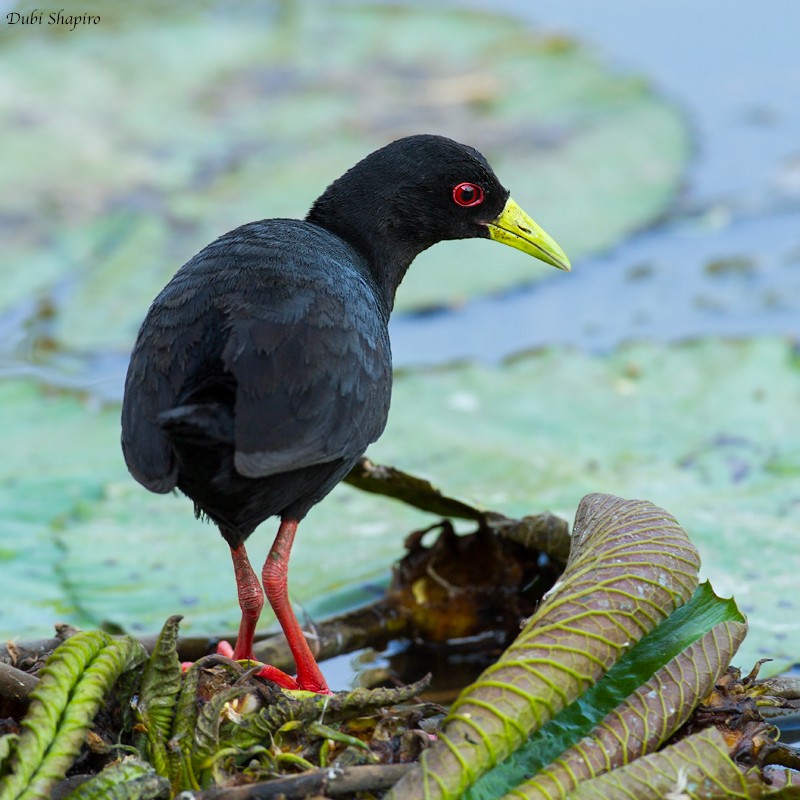 Black Crake - ML205113031