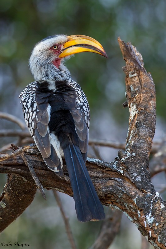 Southern Yellow-billed Hornbill - ML205113061