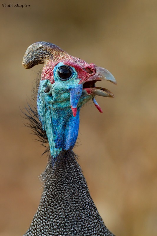 Helmeted Guineafowl (Tufted) - ML205113071