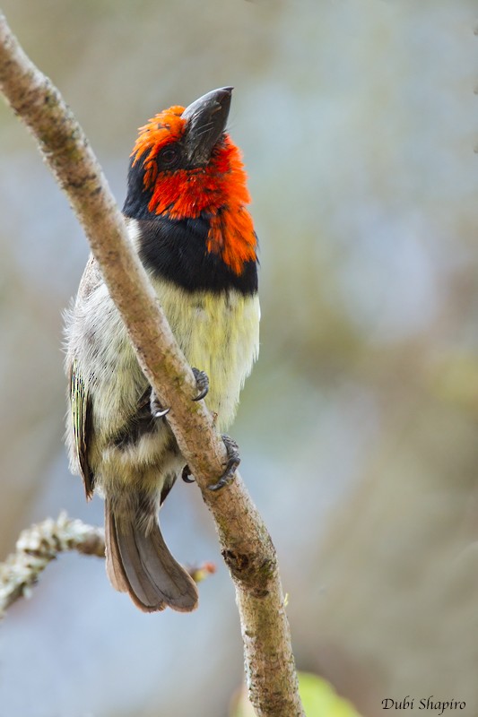 Black-collared Barbet - ML205113091