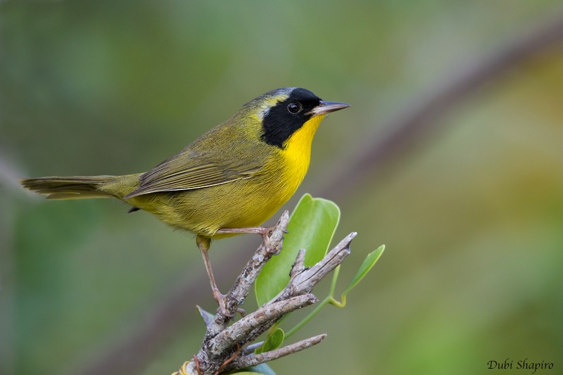 Bahama Yellowthroat - ML205113161