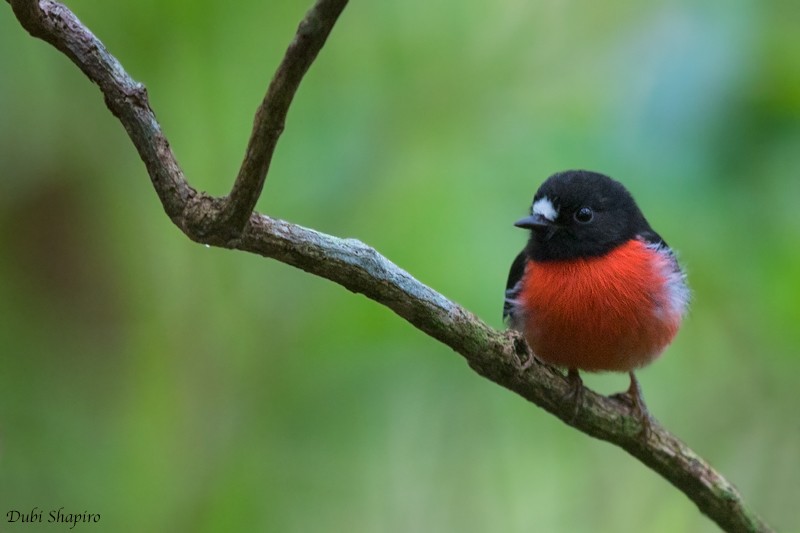 Pacific Robin (Vanuatu) - ML205113191