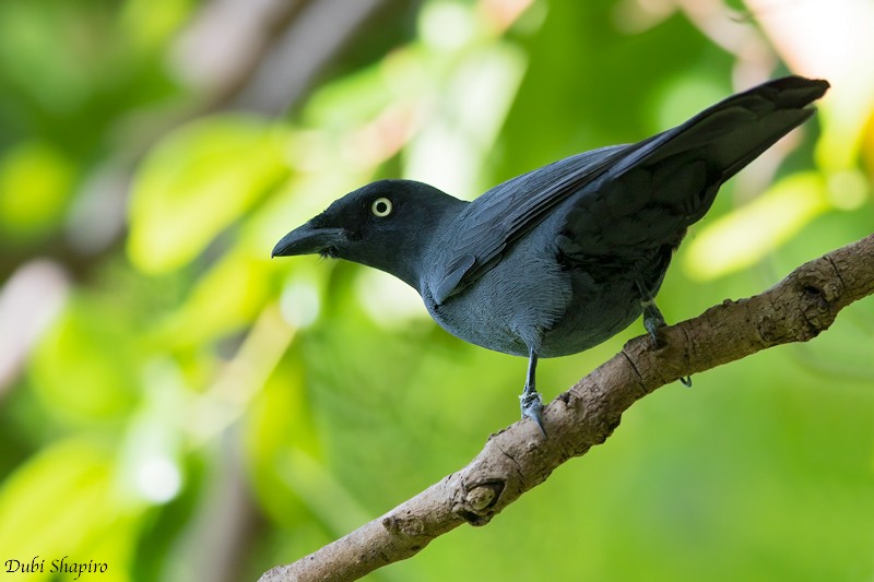 South Melanesian Cuckooshrike - ML205113271