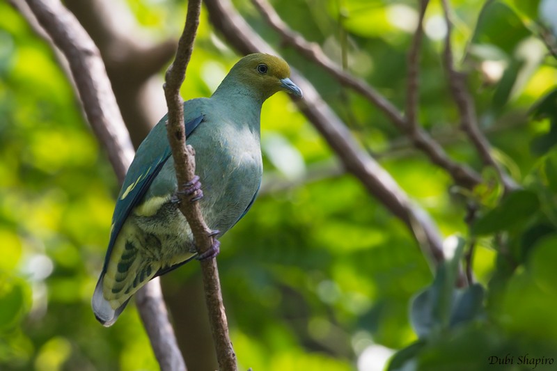 Tanna Fruit-Dove - ML205113331