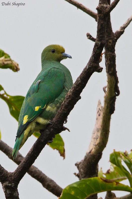 Tanna Fruit-Dove - ML205113341