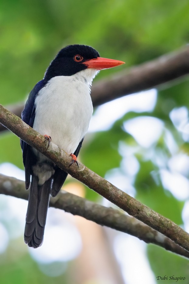 White-rumped Kingfisher - ML205113441