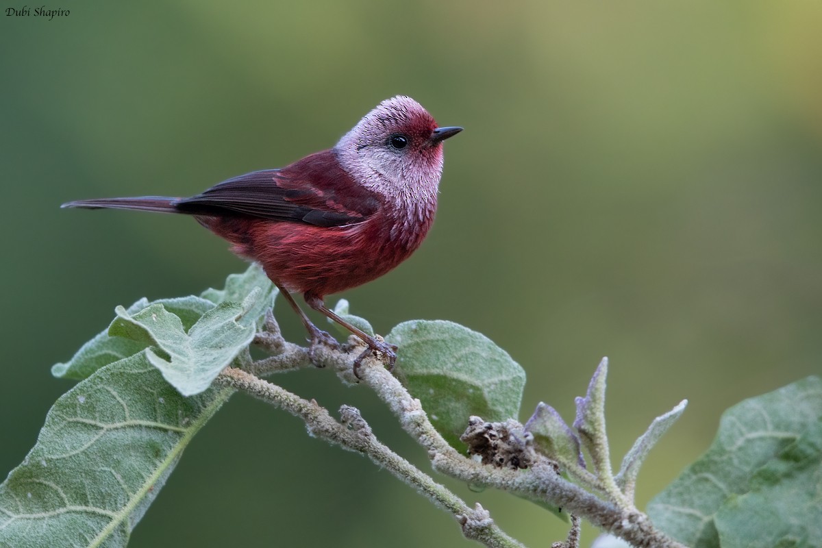 Pink-headed Warbler - ML205113501