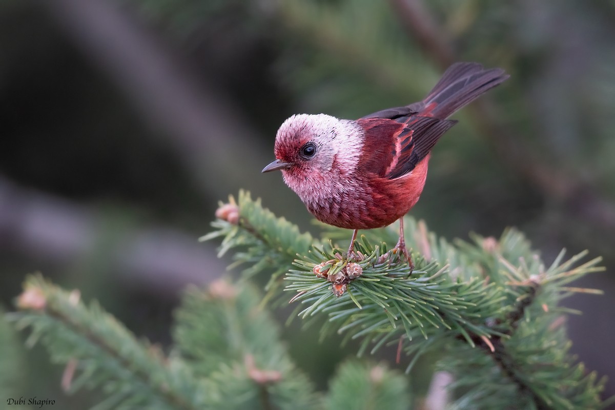 Pink-headed Warbler - ML205113511