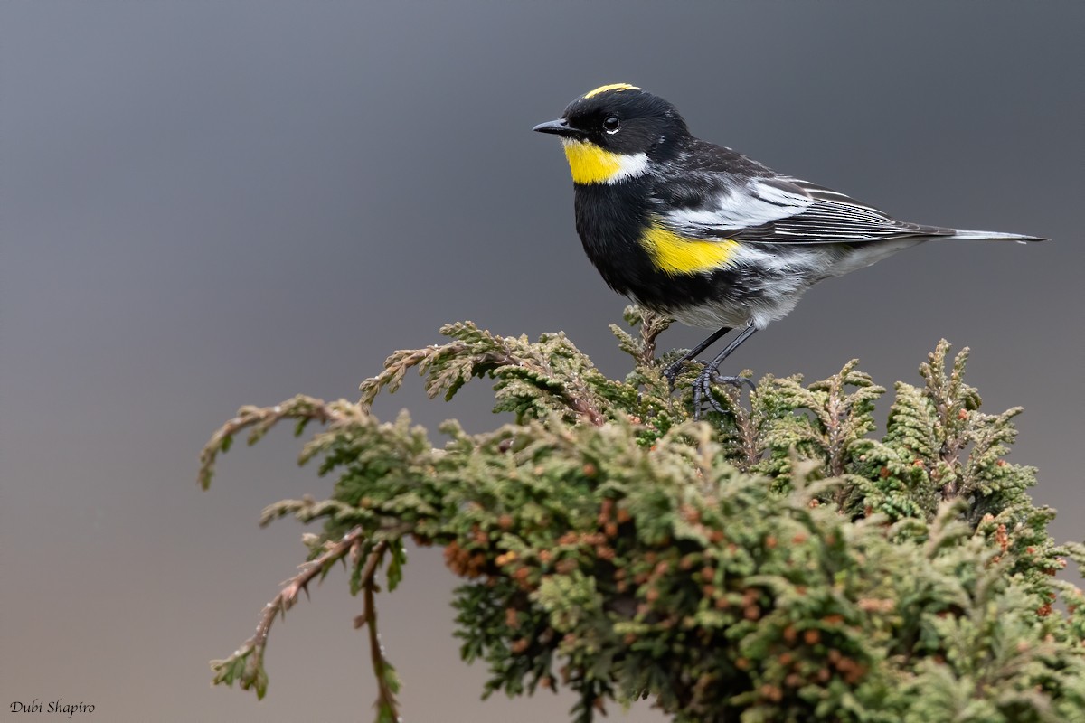 Yellow-rumped Warbler (Goldman's) - ML205113531