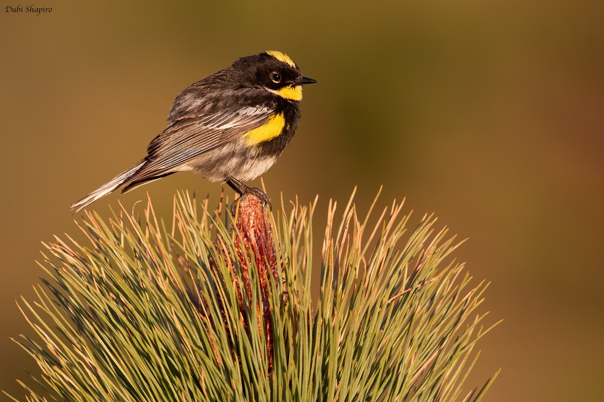 Yellow-rumped Warbler (Goldman's) - ML205113571