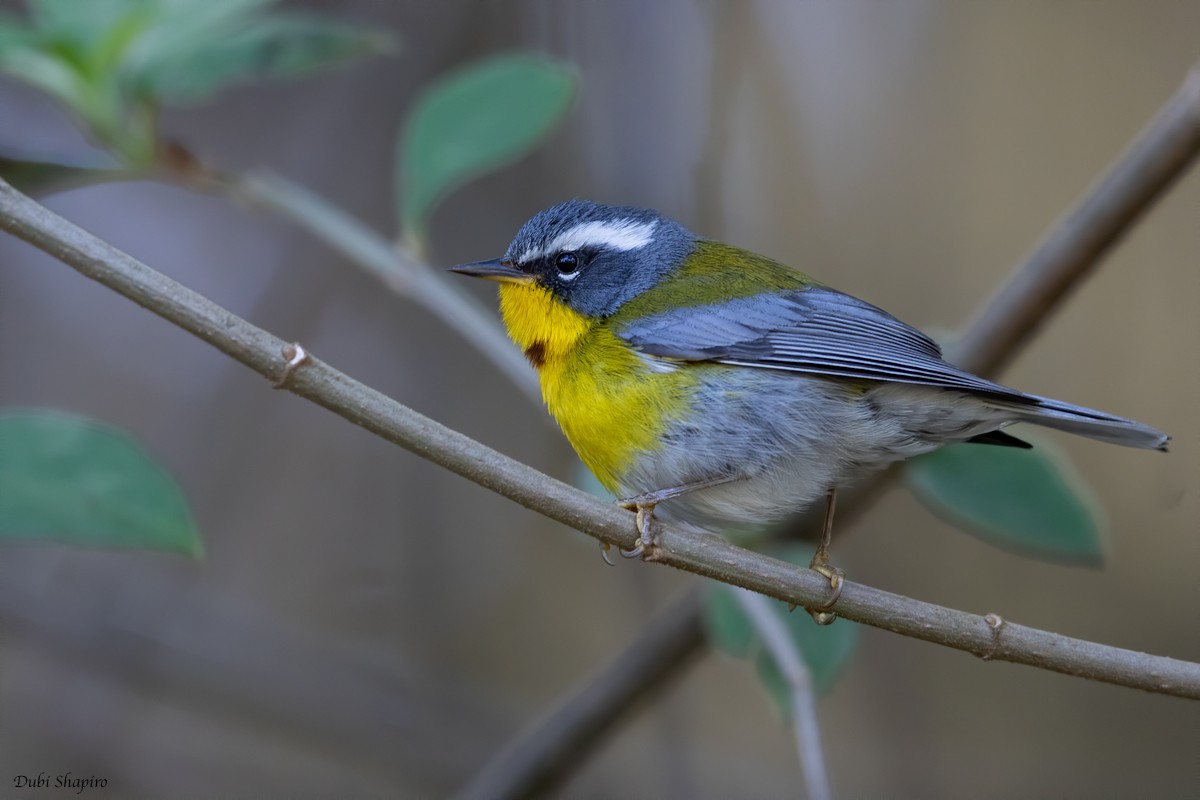 Crescent-chested Warbler - Dubi Shapiro