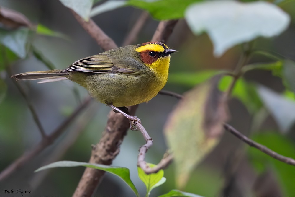 Golden-browed Warbler - ML205113631