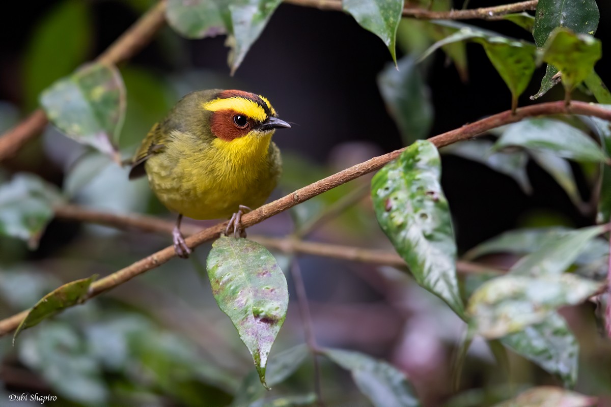 Golden-browed Warbler - ML205113641