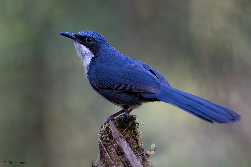 Blue-and-white Mockingbird - ML205113671