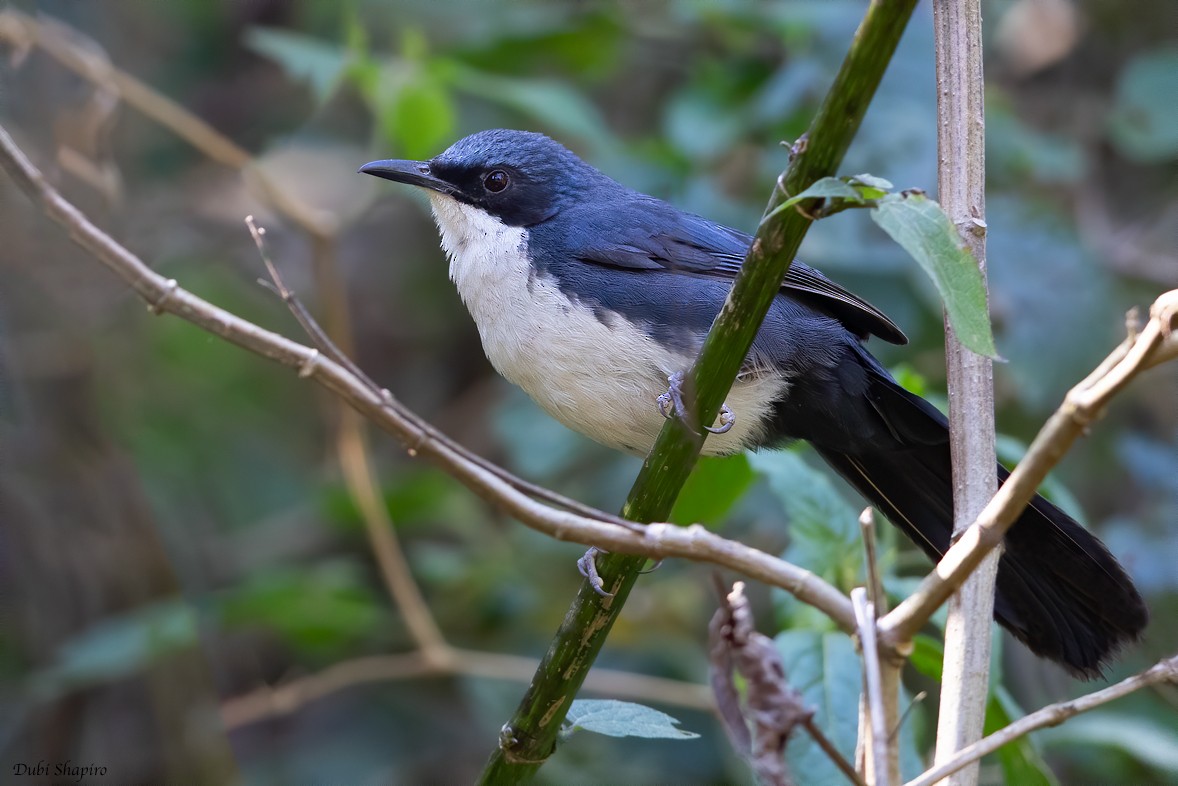 Blue-and-white Mockingbird - ML205113681