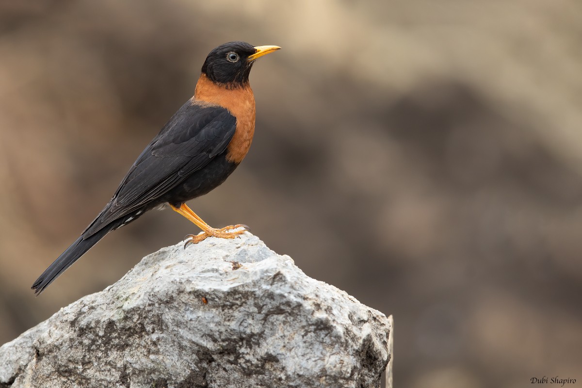 Rufous-collared Robin - Dubi Shapiro
