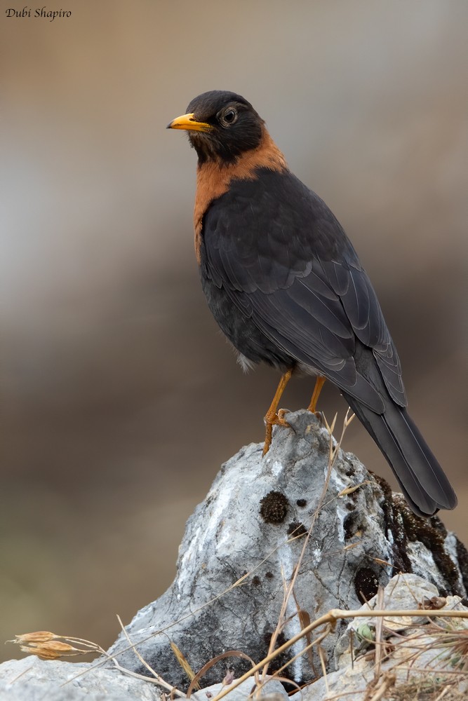 Rufous-collared Robin - ML205113711