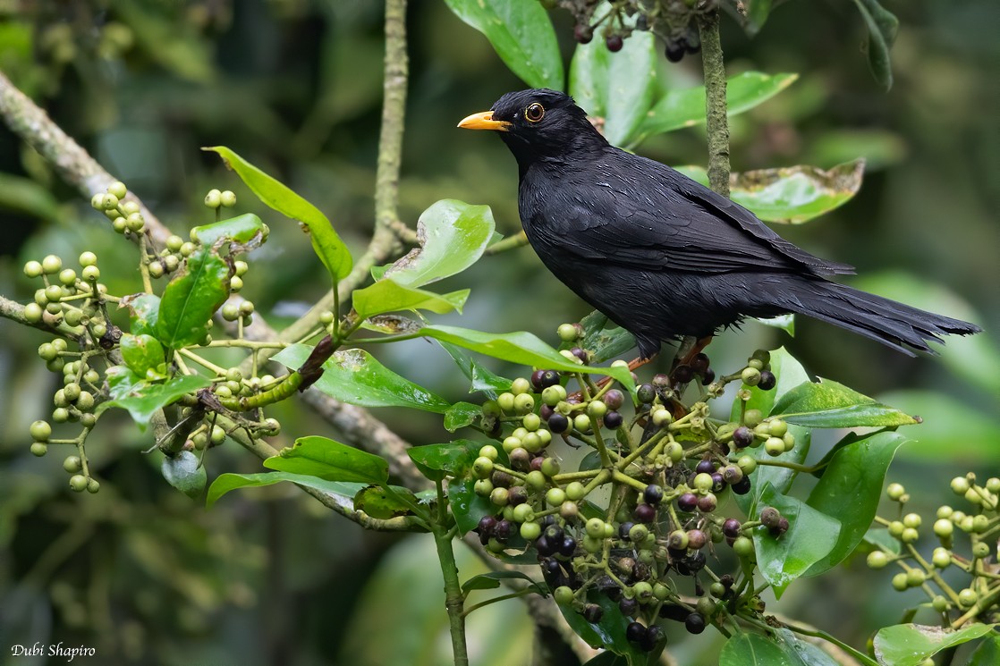 Black Thrush - Dubi Shapiro