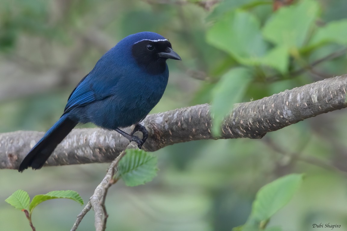 Black-throated Jay - Dubi Shapiro