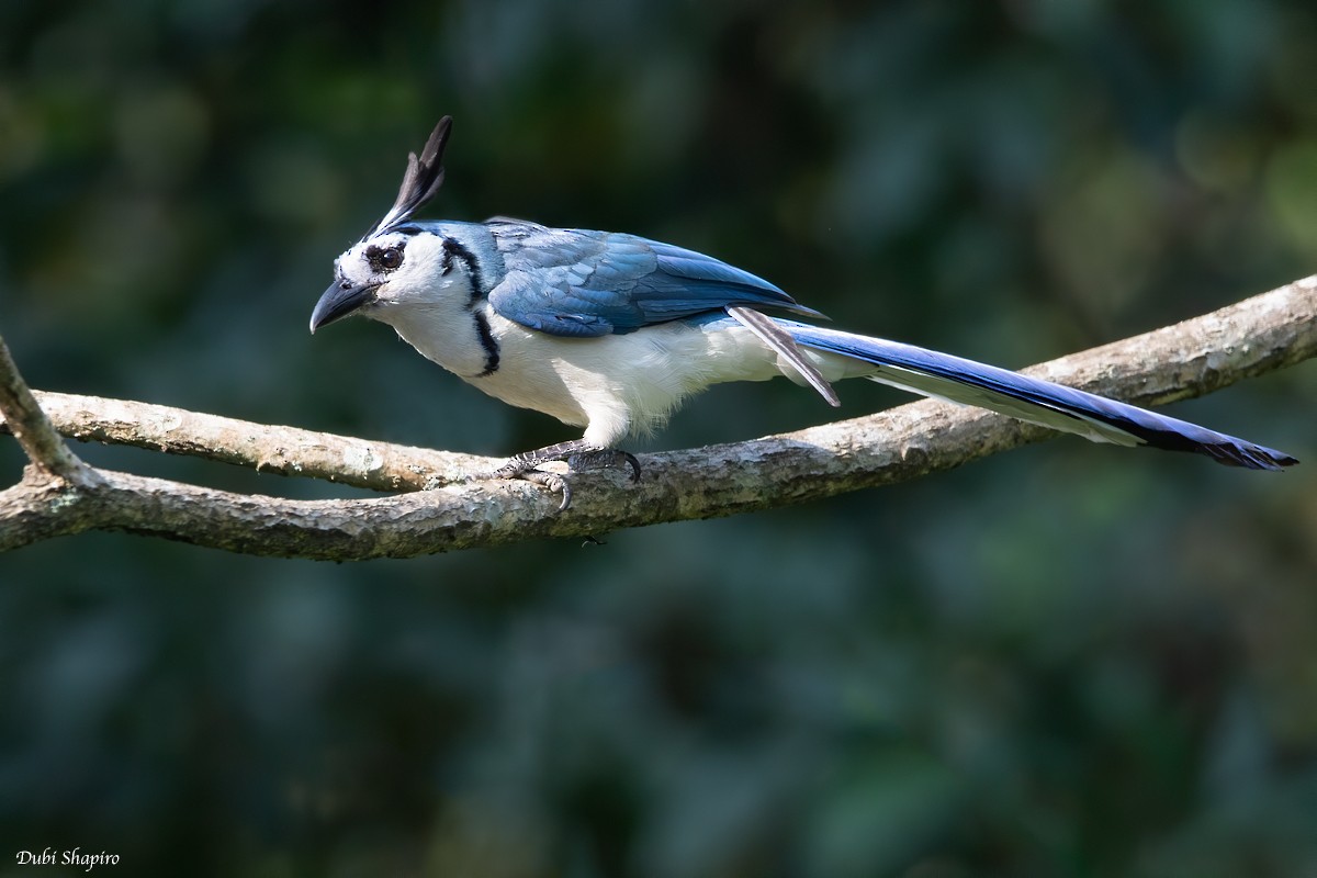 White-throated Magpie-Jay - ML205113891